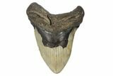 Fossil Megalodon Tooth - North Carolina #188231-1